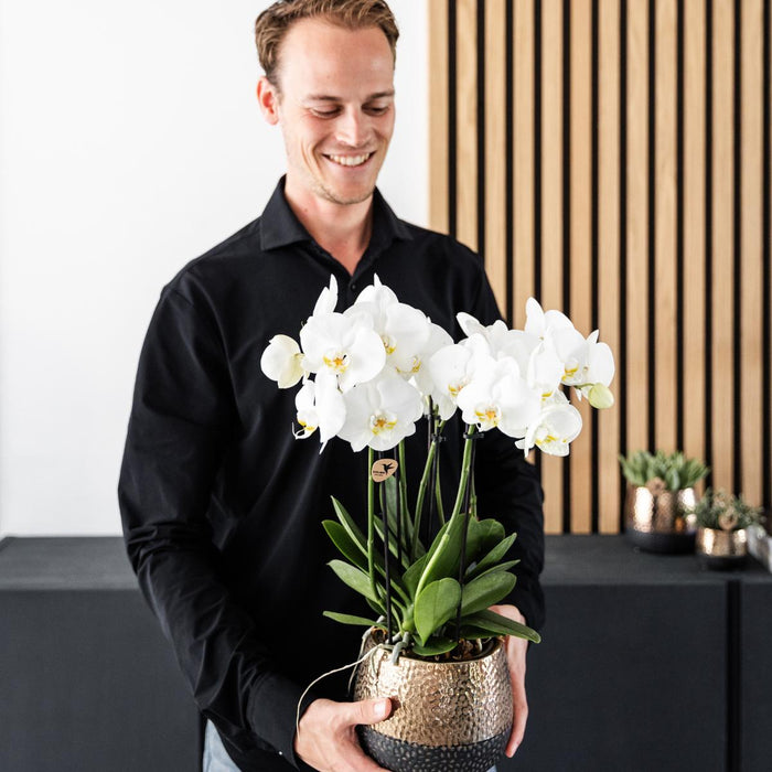 Witte orchideeën - Ghent - 4x - Ø12cm - Bloeiende kamerplant