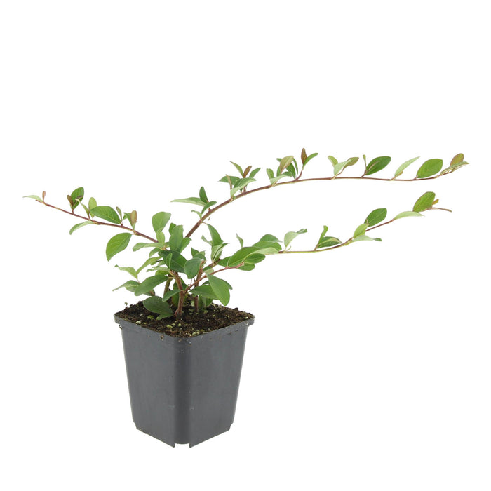 Cotoneaster dammeri 'Major' - ↕25cm - Ø9cm  - 12x