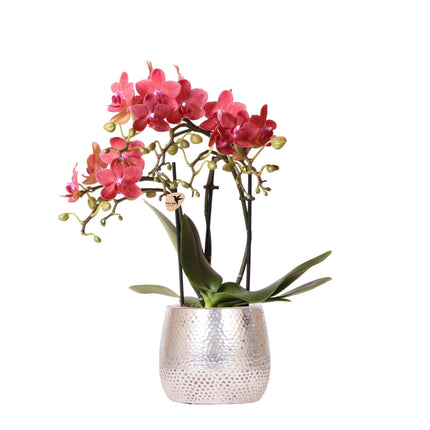 Orquídea Phalaenopsis roja – Congo + Elite, maceta plateada – Ø9cm – ↕40cm - Planta de interior con flores en maceta