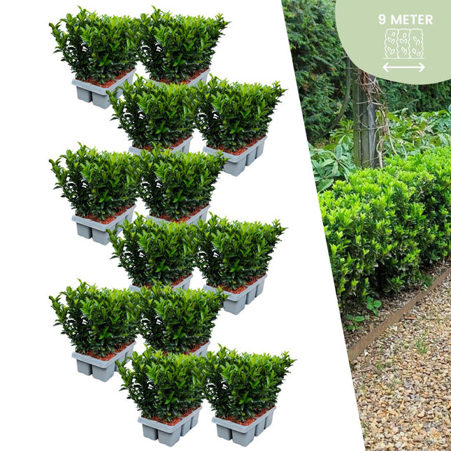 Euonymus 'Green Spire' - Buxus Vervanger - ↕15 cm Ø7cm - 72x
