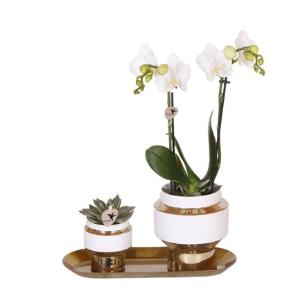 Orquídea blanca y suculenta dispuestas sobre una bandeja dorada.