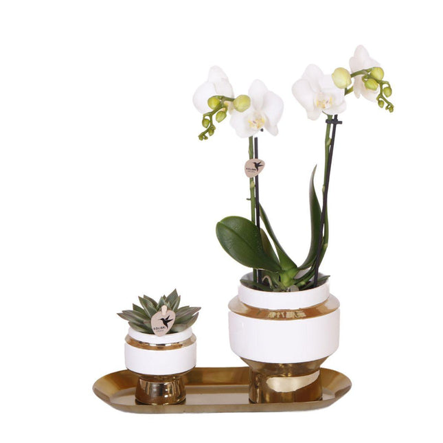 Orchidea bianca e pianta grassa disposte su un vassoio dorato.