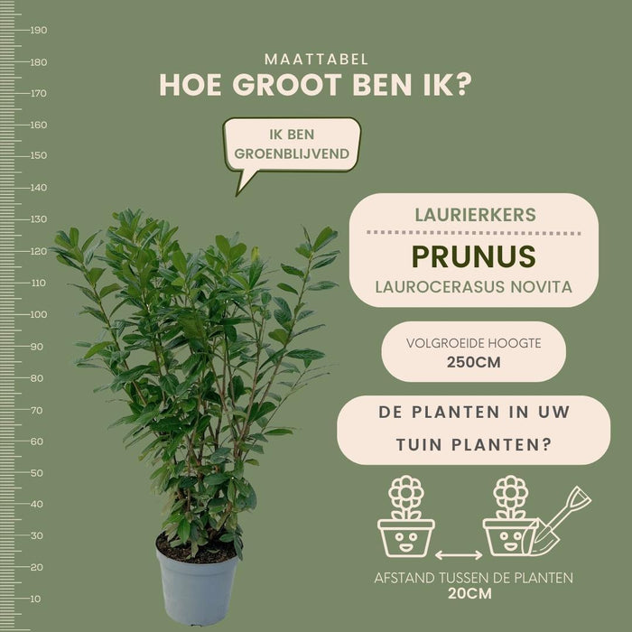 Grote Laurierkers Planten Novita voor 10 strekkende meter haag  - 12L - 25x - ↕100-125 cm