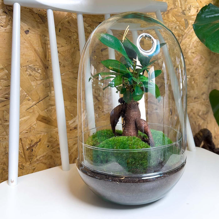 DIY terrarium - Egg XL Bonsai - ↕30cm