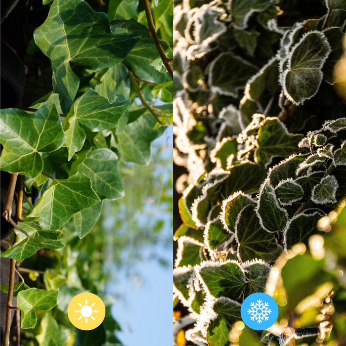 Hedera Hibernica - Klimop - Gestokt - ↕80-100 cm