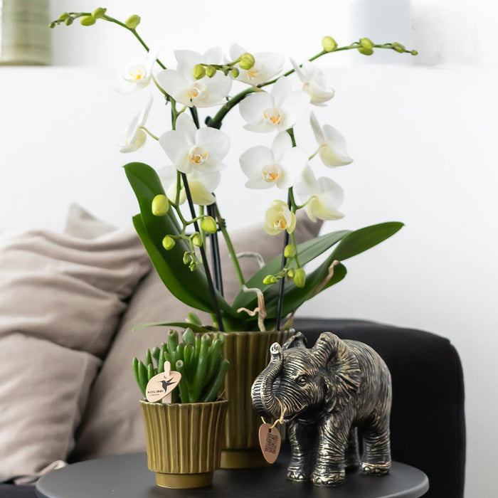 Gele Phalaenopsis orchidee - Mexico in Retro sierpot groen - Ø9cm - ↕35cm - Bloeiende kamerplant
