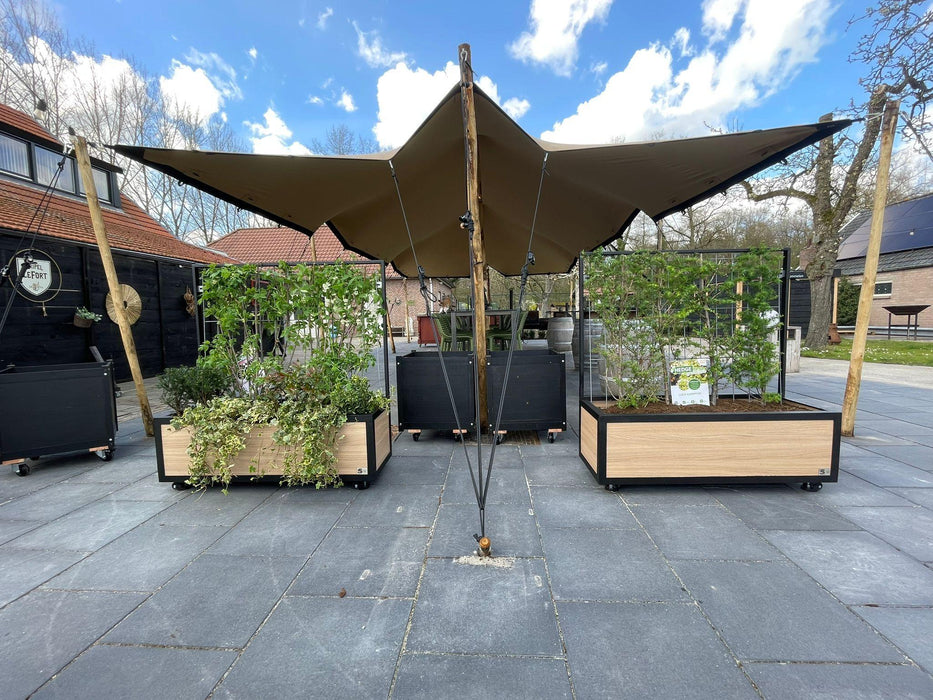Kant en Klaar Haag - Elaeagnus ebbingei - ↕180cm - 1x