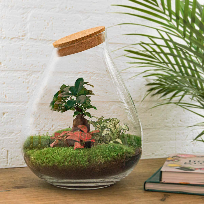 DIY terrarium - Drop XL Bonsai - ↕37cm - Rake + Shovel + Tweezer