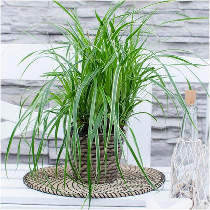 Carex morrowi 'Ice Dance' - Zegge - ↕25cm - Ø14cm - 6x
