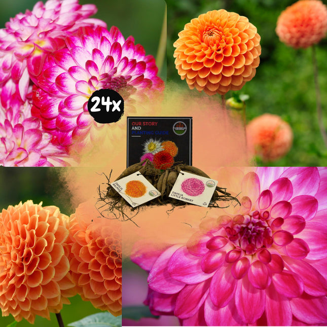 Bulbi di dalia | Mix di Pompon Splash, 12 tuberi di dalia Little Robert e 12 tuberi di dalia Ralphie per 4 m²
