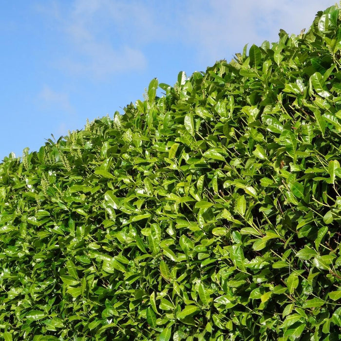 Grote Laurierkers Rotundifolia voor 10 strekkende meter haag - 12L - 25x - ↕100-125 cm