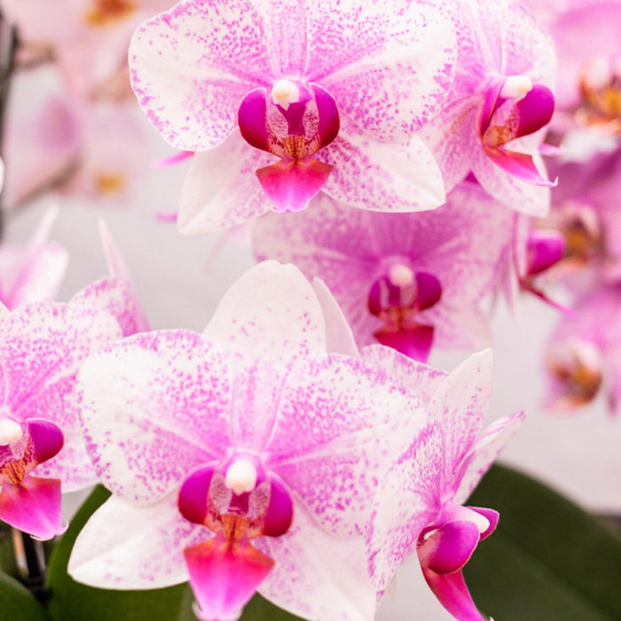 Roze Phalaenopsis orchidee - Mineral Rotterdam - Ø9cm - Bloeiende kamerplant