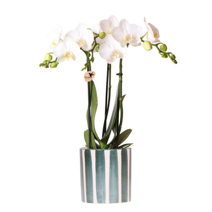 Orchidea Phalaenopsis Amabilis bianca + Painted Stripe in vaso verde - Ø9cm - Pianta da interno fiorita