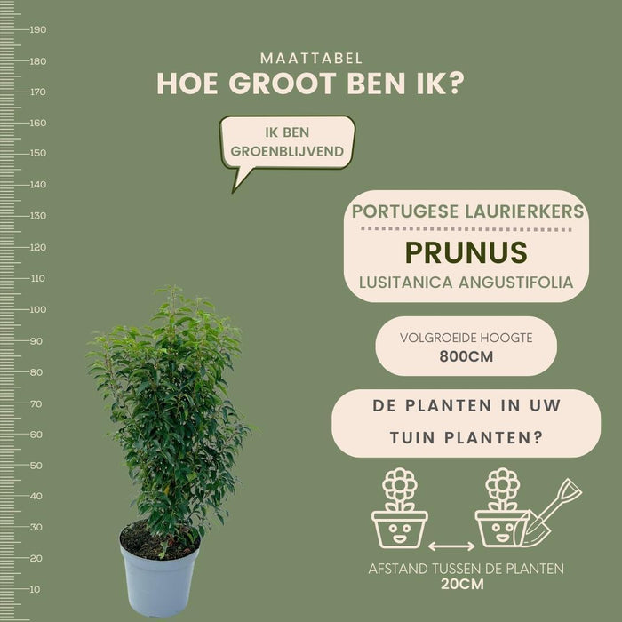 Portugese Laurierkers planten voor 10 strekkende meter haag - ↕80-100 cm in 12 liter pot - 25x