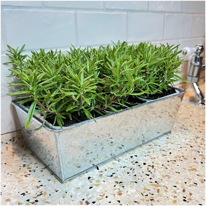 Rozemarijnplanten in deco bakje - ↕15 cm - Ø7cm - Rosmarinus Officinalis - Old Look - 6x
