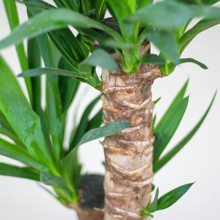 Yucca Elephantipes avec Viber blanc - ↕90cm - Ø21cm