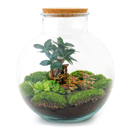 DIY terrarium - Bolder Bob Bonsai - ↕30cm - Rake + Shovel