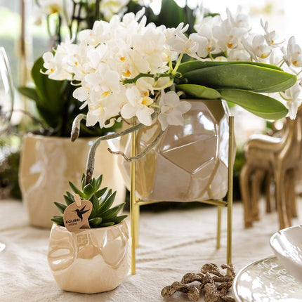 Kolibri Home | Combi deal - Pearl travertine pots
