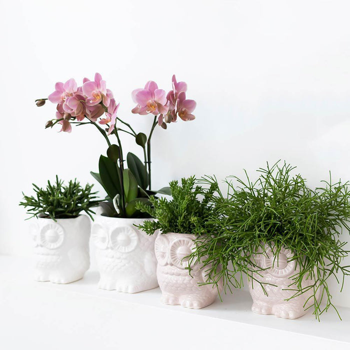 Planten set Owl white - Set met witte Phalaenopsis Orchidee Ø9cm en groene plant Succulent Ø6cm - incl. keramieken sierpotten