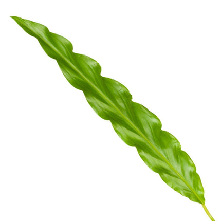 Calathea Blågræs - ↕35cm - Ø12cm