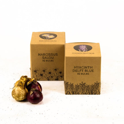 Bulbos de flores de Ámsterdam - Los favoritos de Rob - 20 bulbos de flores - Tamaño 12/14