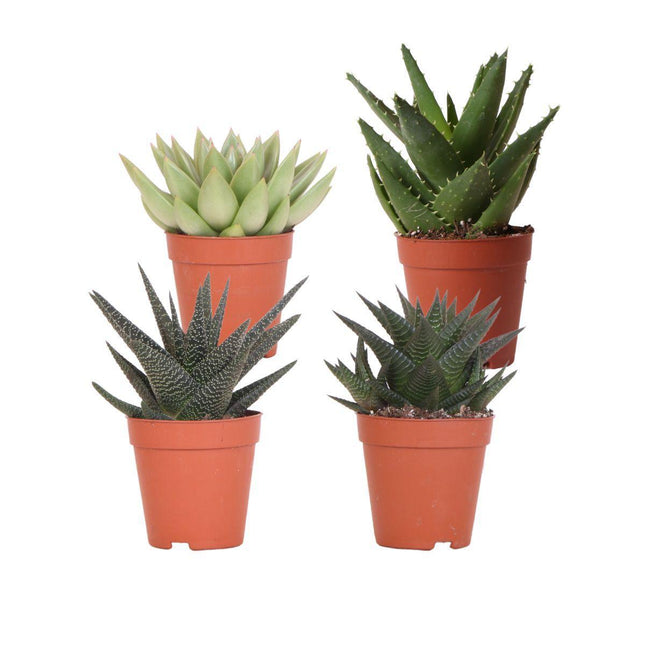 Vetplanten set van 4 succulenten - groene planten - Ø9cm - Kolibri Greens