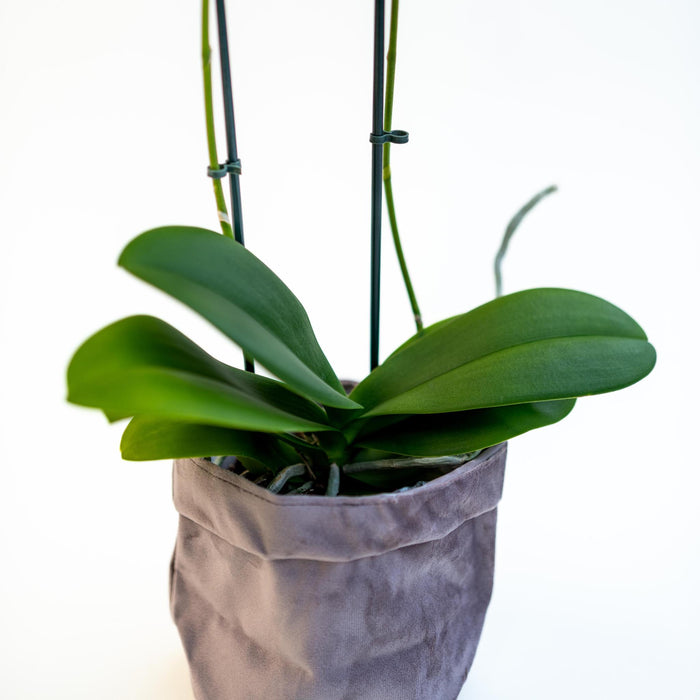 Plant Phalaenopsis - met fluwelen pot - ↕50cm - Ø12cm
