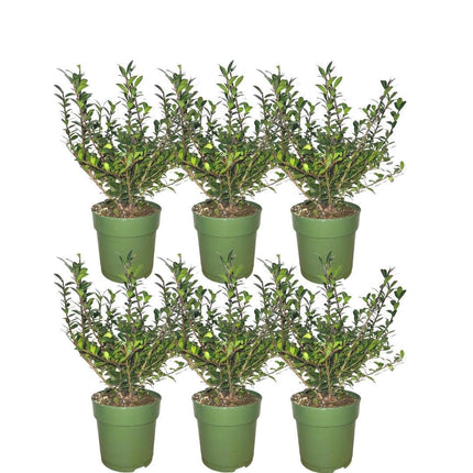 Ilex crenata 'Jenny' - 1 meter Holly hedge - Hardy hedge plants - 6x