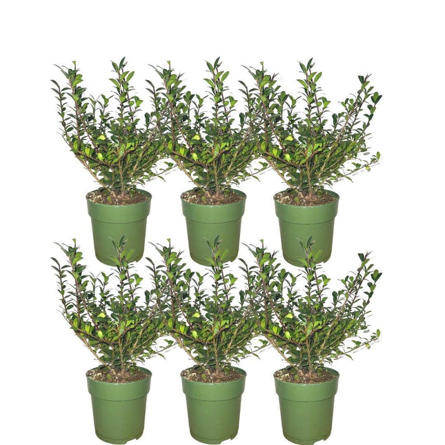 Ilex crenata 'Jenny' - 1 meter Hulst haag - Winterharde haagplanten - 6x