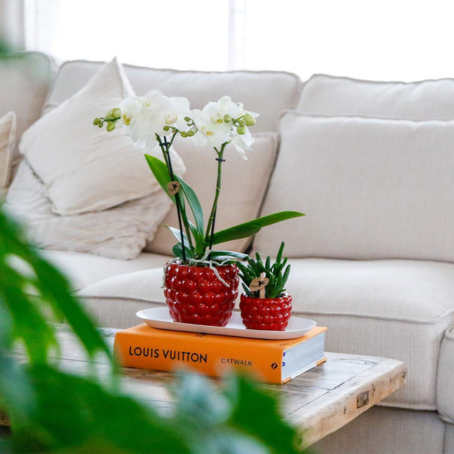 Optimism small plant set - Green plants with white Phalaenopsis orchid in Optimism decorative pots and white tray
