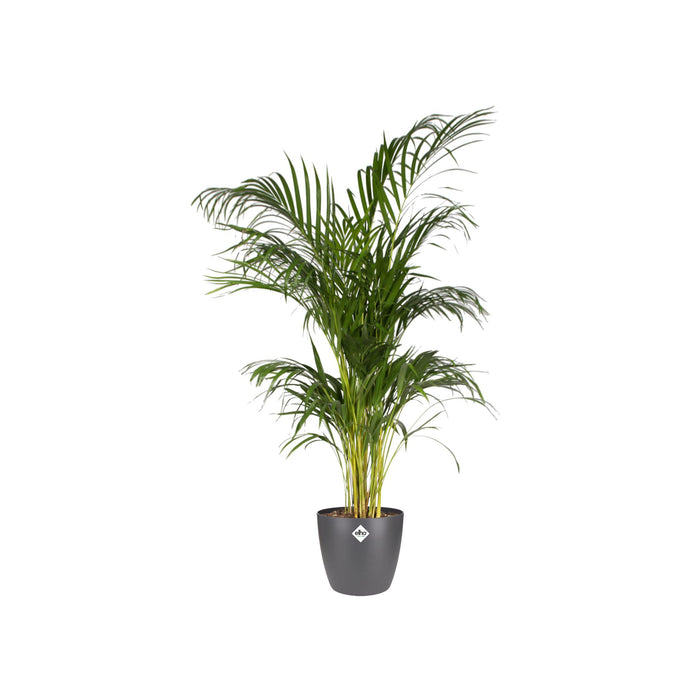 Plot elho Brussels Round Antraciet D30 x H27 - Plantenpot