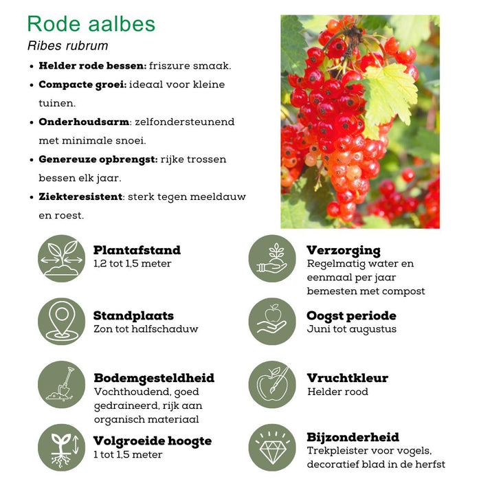 Fruitplanten mix Biologisch - set van 4 verschillende soorten "Vruchtenparadijs"