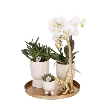 Gift set Luxury Living | Plantenset met witte Phalaenopsis Orchidee en Succulenten incl. keramieken sierpotten