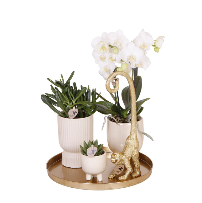 Set regalo di lusso per la casa | Set di piante con orchidea Phalaenopsis bianca e piante grasse, inclusi vasi decorativi in ​​ceramica.