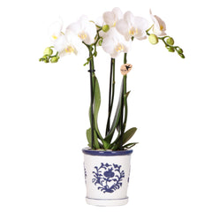 Collection image for: Blauwe Orchidee