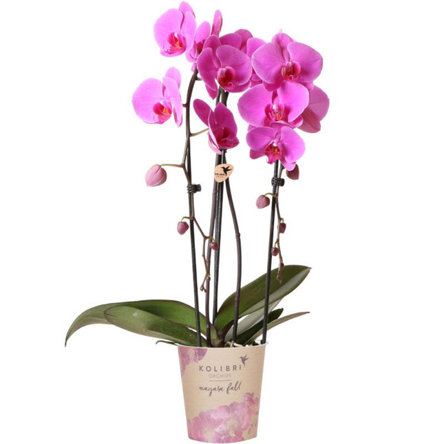 Orchidée Phalaenopsis rose - Niagara Fall - Ø12cm - Plante d'intérieur fleurie