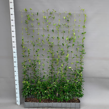 Trachelospermum - Toscaanse Jasmijn - Kant-en-Klaar Haag - 120 x 20 x 180 cm