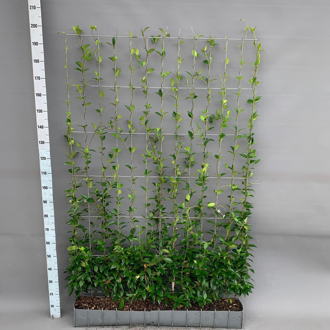 Trachelospermum - Gelsomino toscano - Siepe pronta all'uso - 120 x 20 x 180 cm