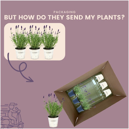 Lavandula Angustifolia Felice® i 'Old Look' dekorativ potte - Ø13cm - Lavendel - 3x