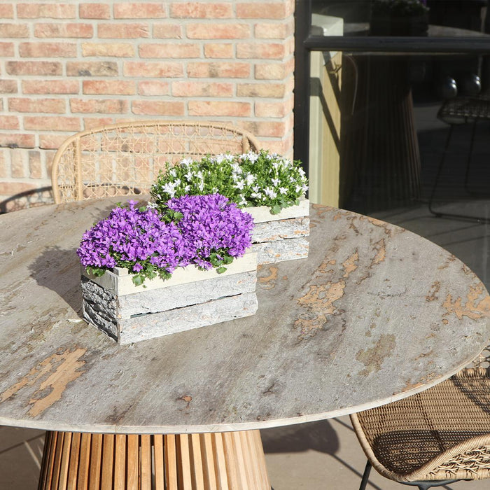 Campanula Addenda Ambella Intense purple - Houten schaal met 2 tuinplanten - Ø12cm - winterhard
