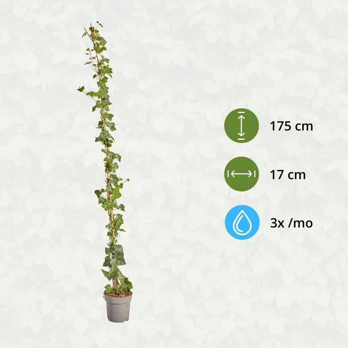 Hedera Hibernica - Klimop - Gestokt - ↕150-175 cm