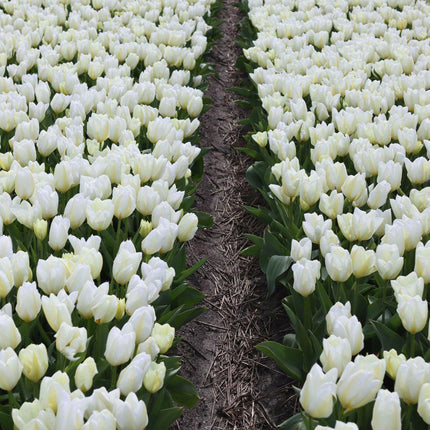 Flowerbulbs Amsterdam - Purissima - 15 flower bulbs - Size 12+