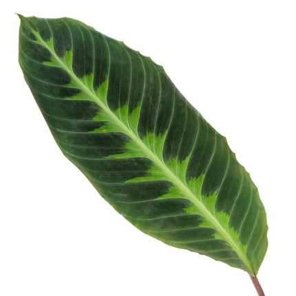 Calathea Warscewiczii - ↕90cm - Ø21cm