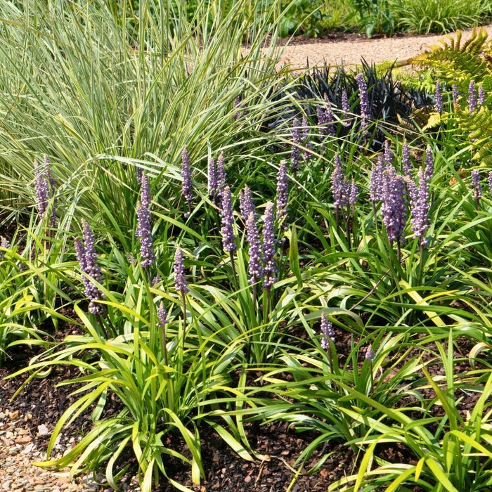 Liriope muscari 'Ingwersen' - Leliegras - ↕25cm - Ø14cm - 3x