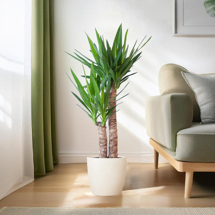 Yucca Elephantipes avec Viber blanc - ↕90cm - Ø21cm