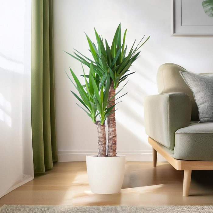 Yucca Elephantipes met Viber wit - ↕90cm - Ø21cm