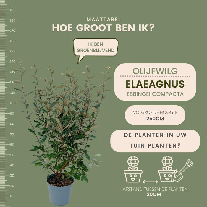 Olijfwilg planten voor 10 strekkende meter haag - ↕100-125 cm in 12 liter pot - 25x