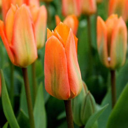 Bulbes de fleurs Amsterdam - Orange Emperor - 15 bulbes - Calibre 12+