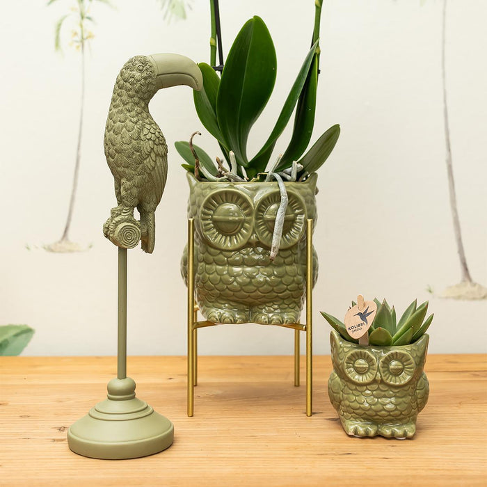 Witte Phalaenopsis orchidee – Amabilis + Owl sierpot groen – Ø9cm – ↕40cm - Bloeiende kamerplant in bloempot