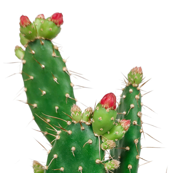 Opuntia quitensis - - ↕35cm - Ø12cm